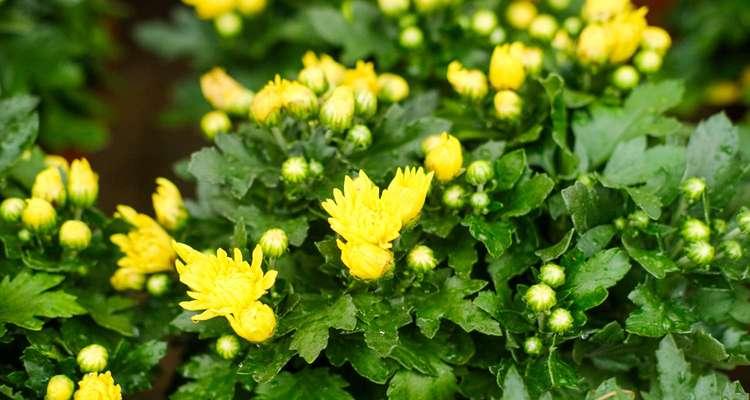 菊花的花语与象征意义（探索菊花所代表的情感和精神意义）