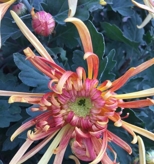 菊花的花语与象征意义（探索菊花所代表的情感和精神意义）