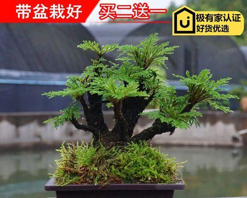 卷柏的花语和寓意（探秘卷柏的象征意义和传统文化内涵）