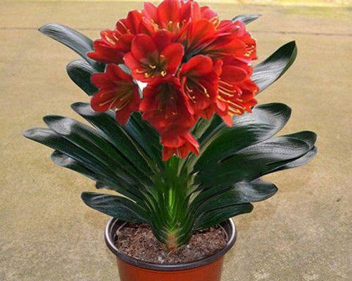 君子兰开花的风水寓意（君子兰花盆位置摆放的关键）