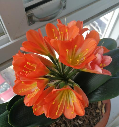 君子兰开花的风水寓意（君子兰花盆位置摆放的关键）