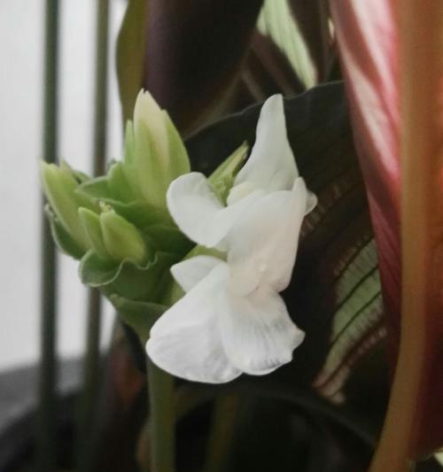 孔雀竹芋开花（孔雀竹芋开花的美丽景象与寓意解读）