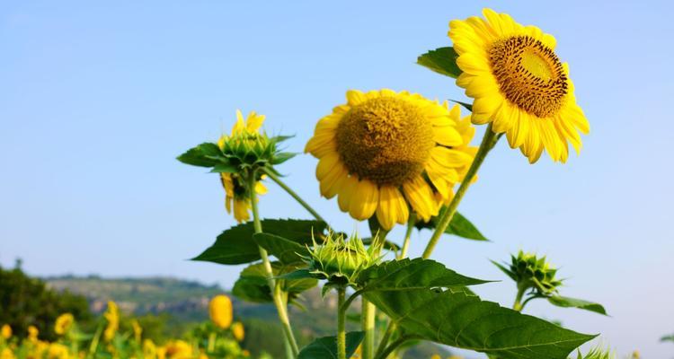 葵花（探寻葵花的深层寓意）