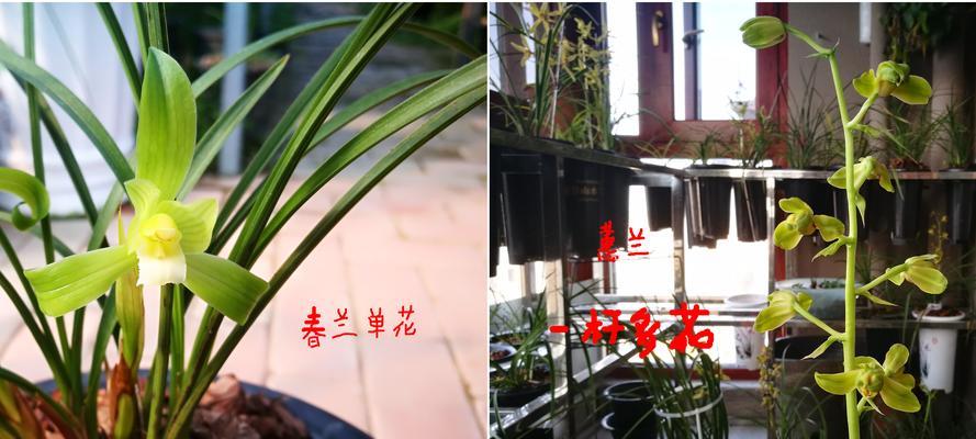 以兰花为象征的高贵与纯洁（兰花与高雅人格的完美融合）
