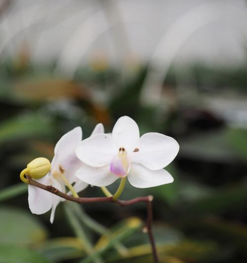 以兰花为象征的高贵与纯洁（兰花与高雅人格的完美融合）