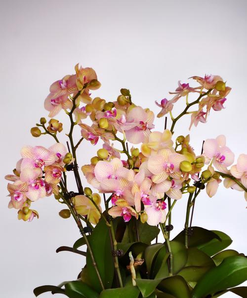 兰花的花语与寓意（美丽兰花传达的十五种情感和象征）