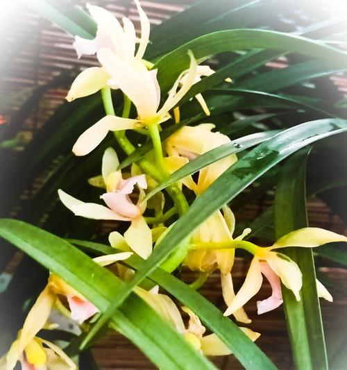 兰花的花语和代表意义（传递吉祥和优雅——解读兰花的花语及代表意义）