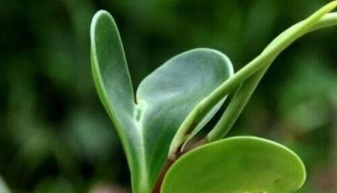 蓝桉花开花语解读（蓝桉花开花形态及寓意揭秘）