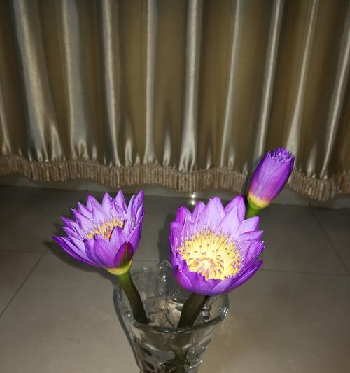 蓝莲花（探索蓝莲花的意义与象征，展现其美丽与力量）
