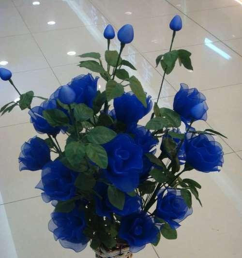 探寻蓝色妖姬的花语之美（解读蓝色妖姬花语意义，散播爱与祝福）