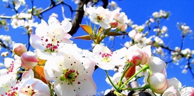 以梨花为象征的十二生肖（探索梨花所代表的十二生肖的特征与含义）