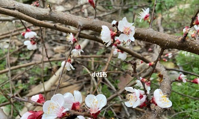 植物的主要特征——以李亚科代表（揭秘李亚科植物的独特特征与适应能力）