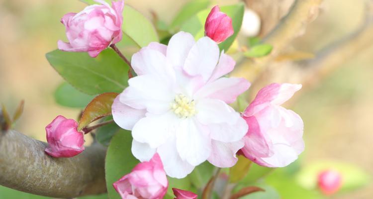 植物的主要特征——以李亚科代表（揭秘李亚科植物的独特特征与适应能力）
