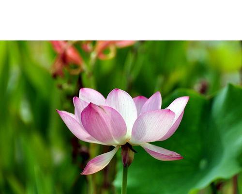 莲花的生肖象征意义（揭秘莲花与十二生肖的奇妙联系）