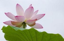 莲花的寓意与象征风水（深入探索莲花的神秘魅力）