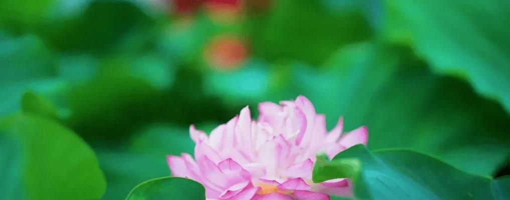 莲花的寓意与象征风水（深入探索莲花的神秘魅力）