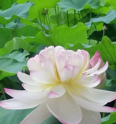 莲花的象征意义（探寻莲花在文化中的独特象征）