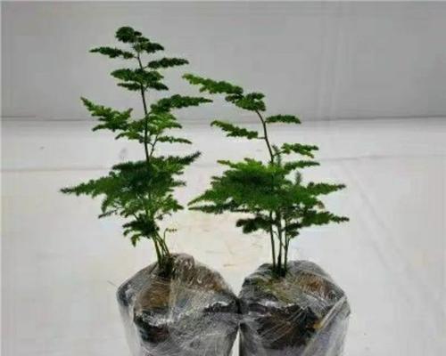 以莲花竹为主题的风水寓意与象征（追寻繁荣与清雅，以莲花竹为你的风水选择）