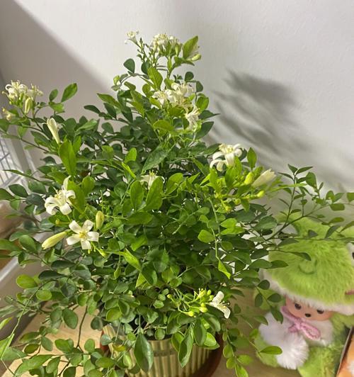 柳树开花的风水寓意（柳树开花的祥瑞之兆与吉祥象征）