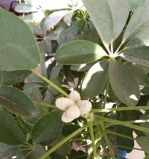 柳树开花的风水寓意（柳树开花的祥瑞之兆与吉祥象征）