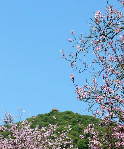 柳州市花洋紫荆的象征与寓意（柳州市花洋紫荆的文化意义与美丽之处）