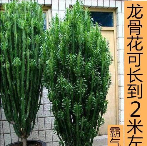 龙骨花风水之秘（探索龙骨花在风水学中的神秘力量）
