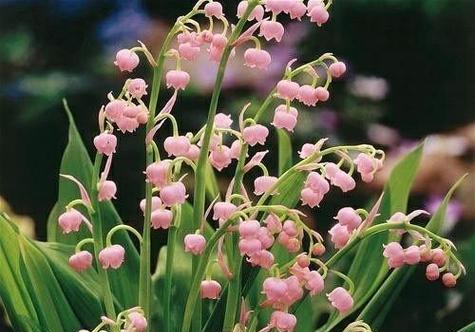 龙眼花语之美（探索龙眼花朵的神秘寓意）