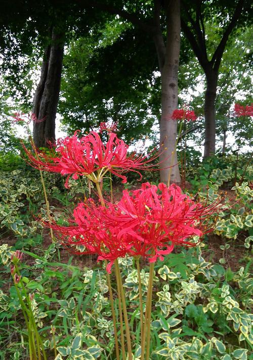 龙爪花的寓意与象征（展现力量与坚韧的悠久花卉传说）