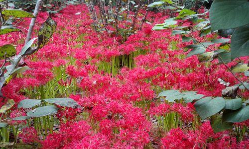 龙爪花的寓意与象征（展现力量与坚韧的悠久花卉传说）