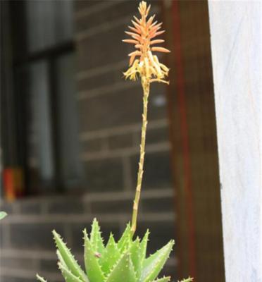 芦荟之谜（探寻芦荟背后的风水奥秘，解读其象征意义）
