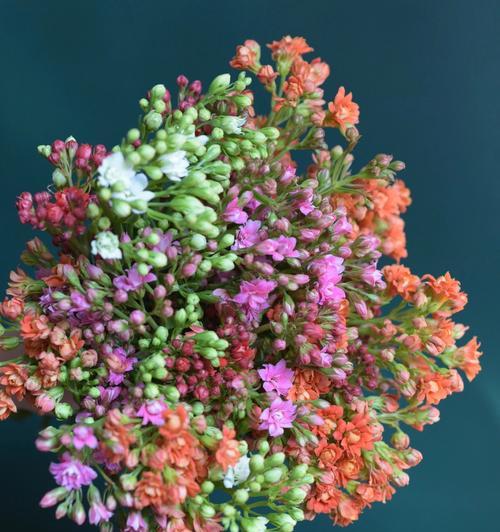长寿花作为礼物的深意（送女友长寿花，祝福长久美满的爱情）
