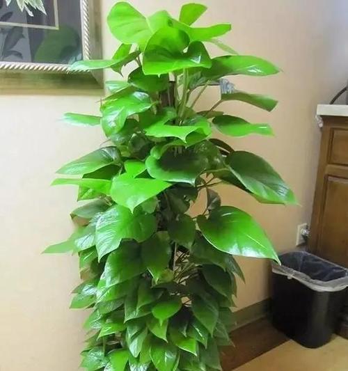 绿萝的花语和寓意（探索绿萝的美丽象征及意义）