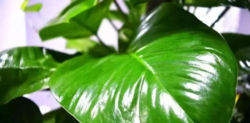 绿萝开花的奇迹——寓意与象征（探寻绿萝开花的意义及传说）