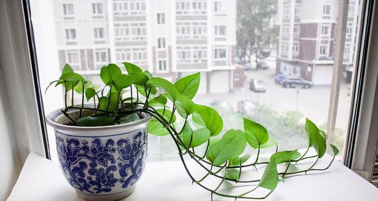 绿萝开花的奇迹——寓意与象征（探寻绿萝开花的意义及传说）
