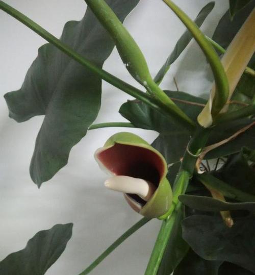 绿萝开花的奇迹——寓意与象征（探寻绿萝开花的意义及传说）