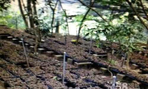 金线莲种植技术全攻略（打造漂亮的金线莲园，从选地到施肥一网打尽！）