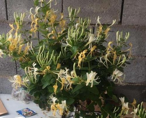 金银花在家里的种植技巧（花卉种植，让家变得更美丽）