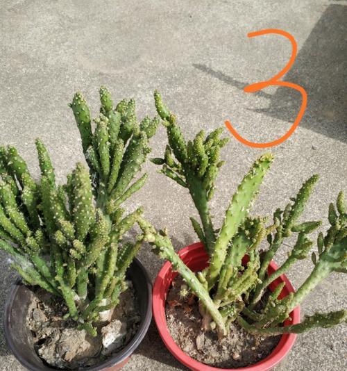 姬珊瑚修剪技术（如何正确修剪姬珊瑚）