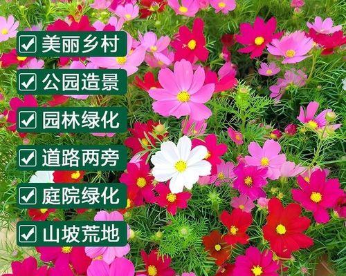 如何种植格桑花种子？（一步步教你让格桑花在家中盛开）