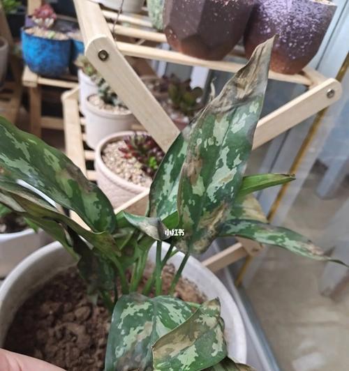 万年青为什么会焦枯？（探究万年青的生态环境和栽培技巧，防止植株焦枯）