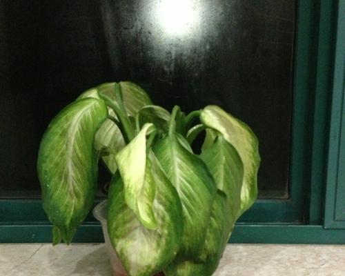 万年青为什么会焦枯？（探究万年青的生态环境和栽培技巧，防止植株焦枯）