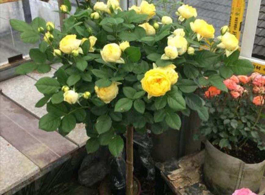 月季树嫁接技巧剖析（嫁接成功关键在这里，掌握这些技巧让月季风情更好）