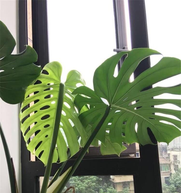 龟背竹修剪指南（打造健康美观的龟背竹）