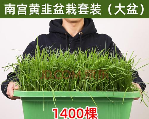 蔬菜盆栽种植完全指南（从选址到施肥，轻松打造家庭菜园）