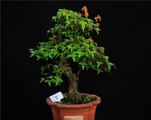 三角枫盆景的养护技巧（打造枝繁叶茂的盆景作品，让家居更有生气）