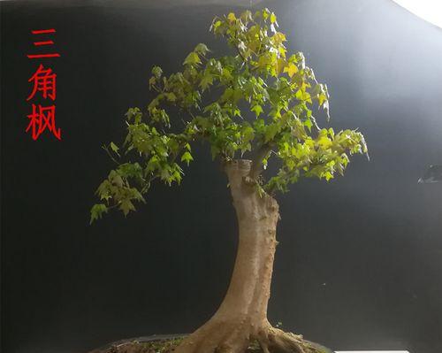三角枫盆景的养护技巧（打造枝繁叶茂的盆景作品，让家居更有生气）