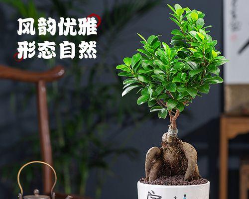 家庭榕树盆景的养护技巧（打造绿色家居，从榕树盆景开始）