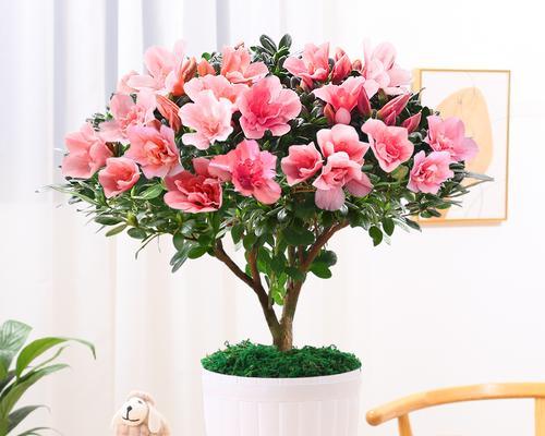 盆栽杜鹃花的养护方法（家庭养护技巧及常见问题解决）