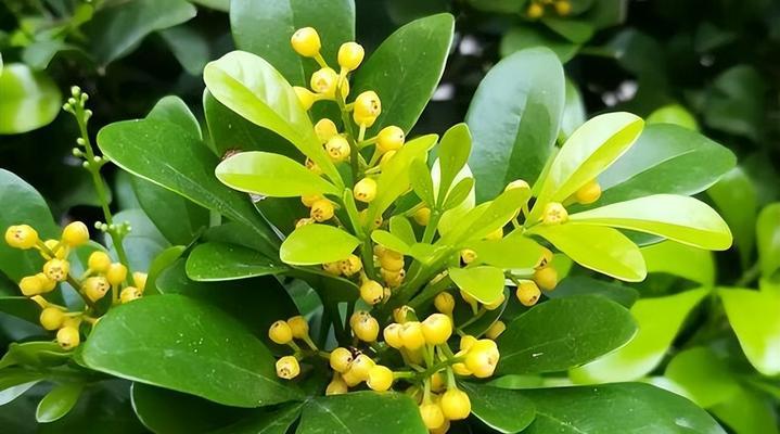 盆栽米兰花的养殖方法和注意事项（打造美丽室内花园，让米兰花焕发光彩）