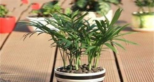 如何繁殖袖珍椰子？（掌握这些方法，轻松种出美丽的袖珍椰子）